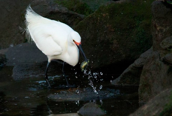 egret strikes at mummichog