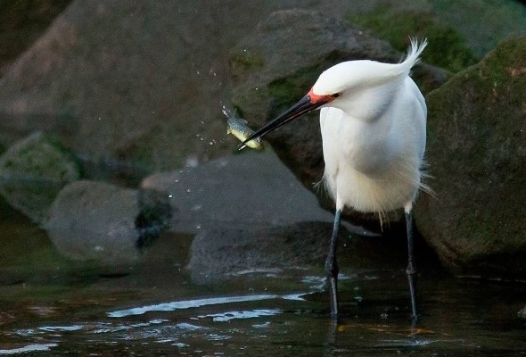 snowy egret squeezes a mummichog with its powerful bill