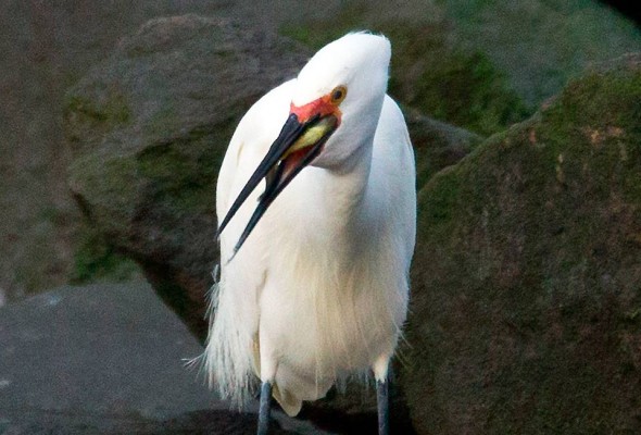 Snowy egret gulps down a fat little mummichog