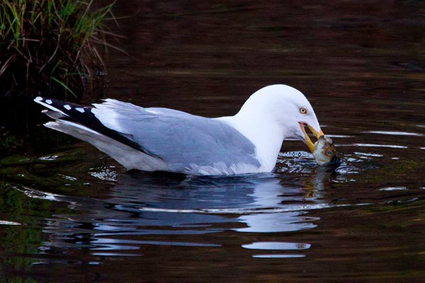 herring gull grabs an alewife