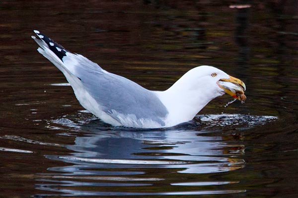 herring gull swallows an alewife in one gulp