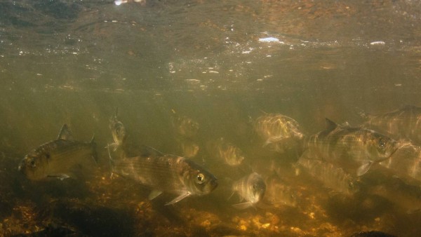 Alewives return to their natal river