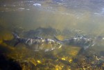 River herring stack up in a shallow pool