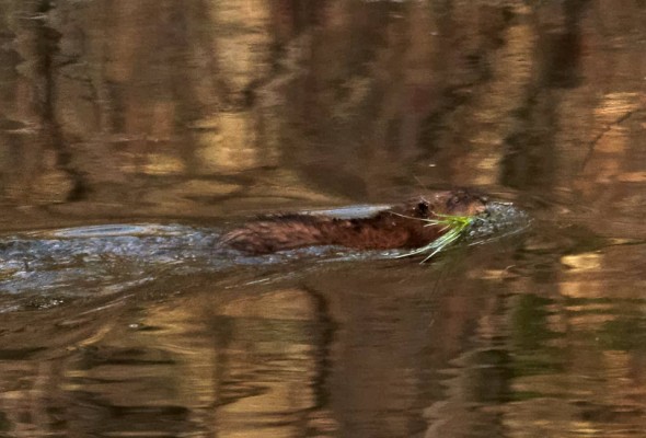 A muskrat heads to a feeding station with a mouthful of weeds