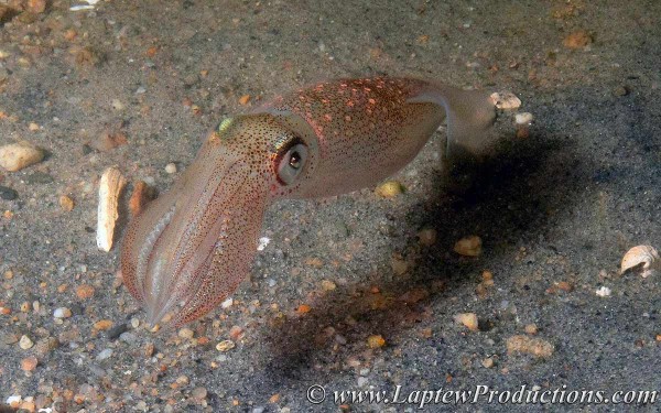 pink and pearl colored squid