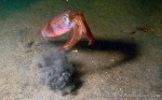 squid blows jet of water into the sand