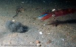 squid eating blueback herring