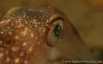 macro shot of a squid eye