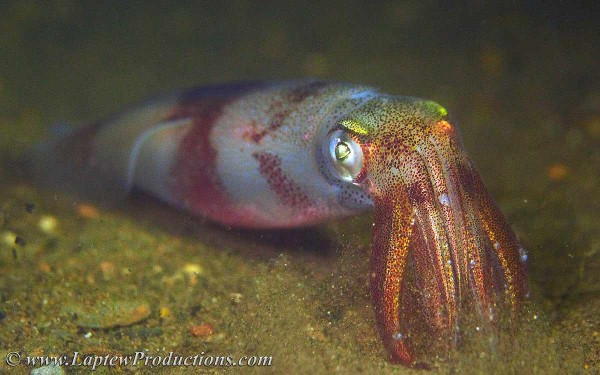 profile picture of a longfin squid