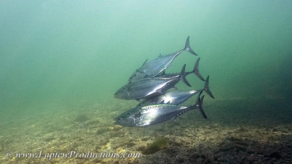 False Albacore balled up in a wolf pack