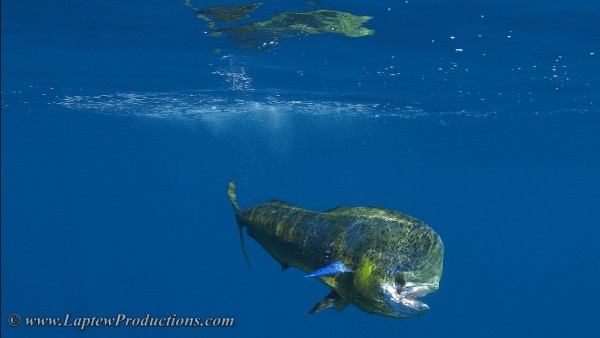 After jumping out of the water a big bull dolphin dives for deeper water