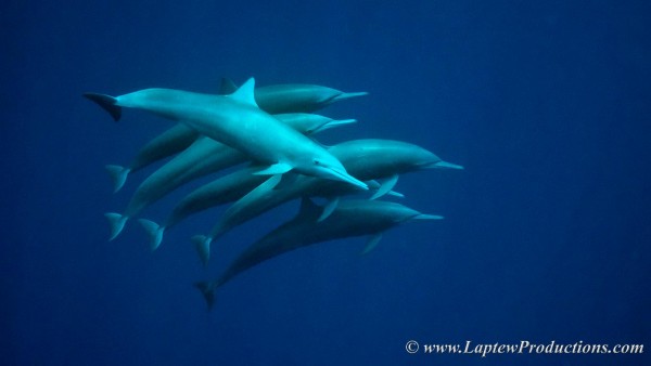 a pod of six dolphins in the clear blue water off the coast of Costa Rica