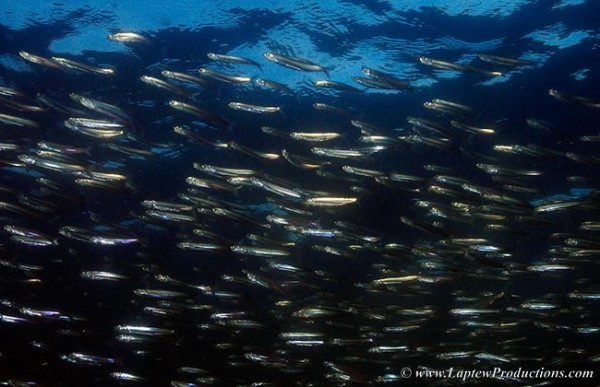 Silversides packed together in a large school