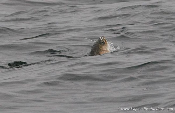 A striper clears the surface of the water as it gulps down a silverside