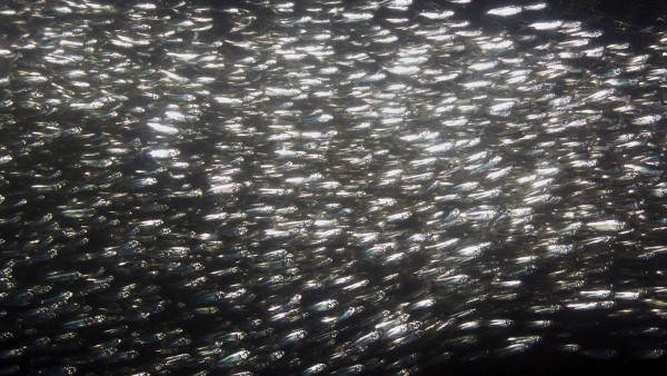 a large school of bay anchovies