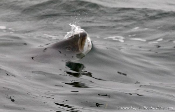 A large striper sucks down a meal of silversides