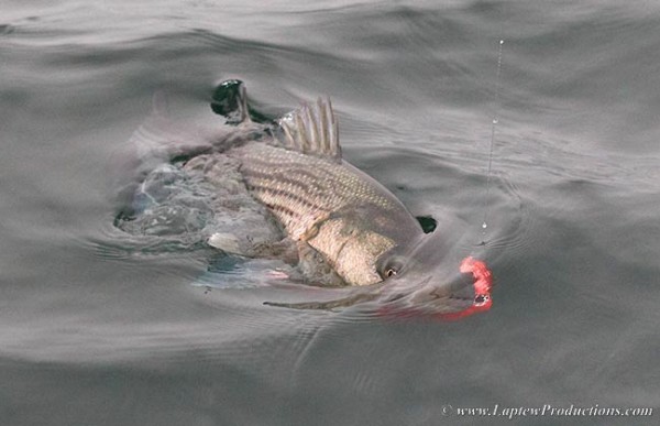 striped bass with squid fly in its mouth