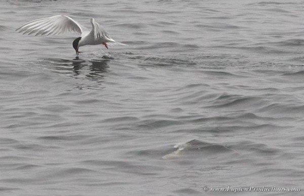 Both a single tern and a single striper feast on silversides near the surface
