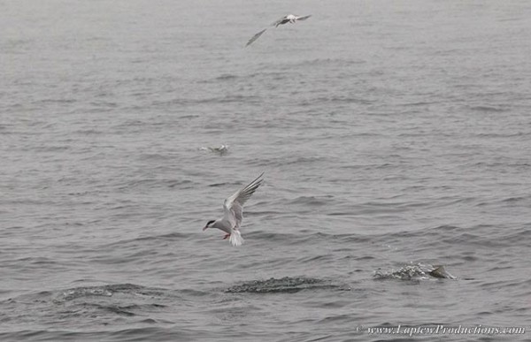 two terns wait for their opportunity as stripers herd silversides to the surface