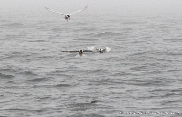 three terns look down and wait for their chance to pluck up silversides