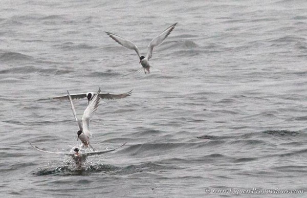 Common terns hoovering over schooling baitfish